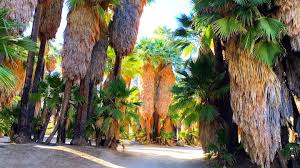 101 Things To Do In Palm Springs Palm Desert California Palm Springs California Palm Springs