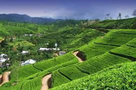 Sri lanka (ceylon) as a tea producing region: Tea Plantation Tour The Vacation Gateway