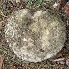 Image result for Russula perlactea