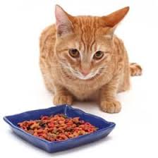 Top rated dry cat foods list in 2021 + buying guide. 5 Best Dry Cat Food Reviews 2021 Only The Best Brands