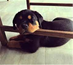 This gorgeous guy is ready and looking for his new family as well. Rottweiler Puppy Dog For Sale In Fayetteville North Carolina