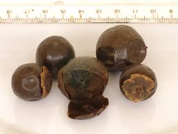 Image result for Vitex doniana