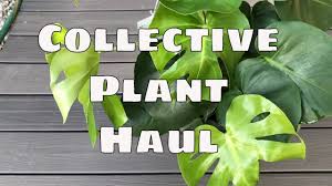 Big Box Plant Haul Ikea Walmart Home Depot Lowes Costa Farms Houseplan Walmart Home Plants Tropical Plants