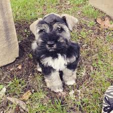 Black And White Parti Mini Schnauzer My 9 Week Old Miniature Schnauzer Winchester He Is A Black And Silver Parti Mini Schnauzer Minischnauzer Mini Mini Schnauzer Schnauzer Miniature Schnauzer