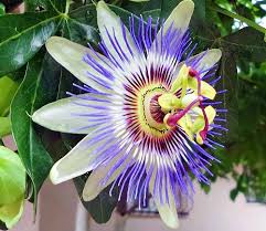 We did not find results for: Popular Flowers Name In Gujarati India Gardening