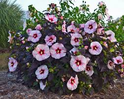 Nell's first dish flower ,…with leaves! How To Grow Dinner Plate Hibiscus Proven Winners