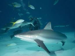 How much does it cost? 3 Things You Should Do If You See A Shark While Scuba Diving Island Divers Hawaii