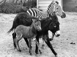 We did not find results for: A Zonkey Foal With It S Zebra Father And Donkey Mother At The Colchester Zoo In 1971 Interestingasfuck