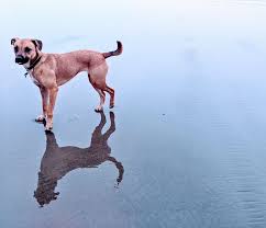 They are a 24 hour medical facility that responds to all types of pet emergencies at any time of the day or night. Marina Village Veterinary Linkedin