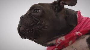 We are pure michigan frenchies with 16 years experience raising & breeding standard and rare colored french bulldogs. Dog Learns To Walk After Being Abandoned In Michigan Wzzm13 Com