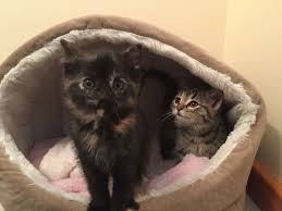 Our Newest Additions Luna May And Silvio June