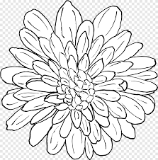 Pink flowers paper pink flowers rose, hand painted floral pink flowers decorative background. Chrysanthemum Floral Design Line Art Coloring Book Pattern Chrysanthemum White Symmetry Png Pngegg