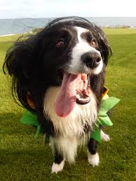 Good Mornin Y All It S Your Country Bumpkin Wake Up Call It S Halloween Yipee Modelleisenbahn Hunde