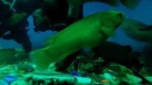 Mudball = meneutralkan air dan menghapuskan kesan keladak akibat sisa ikan dan palet. Ikan Puyu Emas 24k Youtube