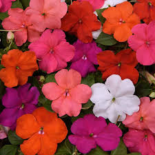 Image result for Impatiens eryaleia