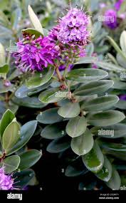 Image result for shrubby veronica hebe