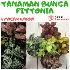 Sesuaikan perawatan agar tanaman hias merambat yang cukup agresif ini dapat tumbuh dengan apik. Tanaman Hias Bunga Fittonia Tanaman Hias Bunga Daun Fittonia Bunga Fitonia Shopee Indonesia