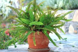 Digging and hoeing areas where yarrow has spread can remove some of the rhizomes but mechanical control is only effective if it goes down 12 inches (31 cm.) and removes every speck of yarrow weed. How To Fix A Boston Fern With Brown Leaves Smart Garden Guide