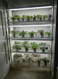 Pin On Tissue Culture Propagation