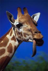 Mar 20, 2020 · you may well have seen adorable pictures of a giraffe with its tongue out floating around the internet. Giraffe Tongue Top 10 Weird Tongues Softpedia Giraffe Tongue Awkward Animals Cute Animal Photos