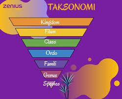 Tokoh yang mengenalkan ilmu taksonomi adalah carolus linnaeus. Ciri Ciri Dan Klasifikasi Makhluk Hidup Zenius Blog