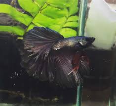 The Betta Art In 2020 Betta Tank Mates Betta Tank Betta