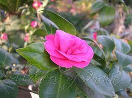 Camellia Japonica Camellia