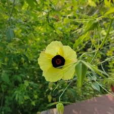 Image result for Hibiscus vitifolius