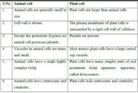 Animal cells do not have a cell wall. Write Three Difference Between Animal Cell And Plant Cell Brainly In