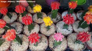 How to clean sticky wood kitchen cabinets. Moon Cactus Care Guide For Growing Colorful Grafted Cactus