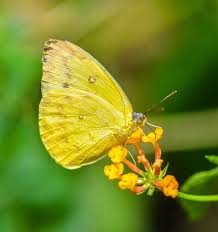 Pin By Wayne On Butterflies Yellow Butterfly Meaning Butterfly Meaning Yellow Butterfly