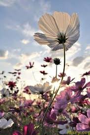 صور ورد مبهجة بالوان جميلة 2019 تريح القلب وزهور رومانسية للمرتبطين موقع مصري Wonderful Flowers Flower Photos Beautiful Flowers