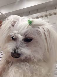 lara my maltese by meropimav malteser lange haare