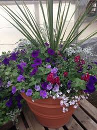 Power Flowers Container Garden With Dusty Miller Petunia Snapdragon And Bacopa Container Flowers Container Gardening Garden Containers