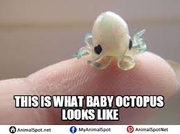 Octopus Meme Animal Memes Octopus Funny Animal Memes