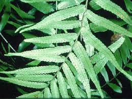 Image result for Arthropteris