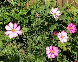Maybe I have a flower porn problem | The JOLT News Organization, A  501(c)(3) Nonprofit Organization