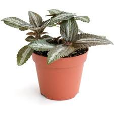 Image result for Pilea rivularis