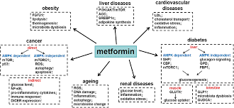 The more sharply you start moving towards your goal, the sooner you will return to the habitual way of life. Frontiers Metformin And Its Benefits For Various Diseases Endocrinology