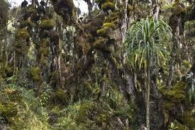 Image result for Erica kingaensis