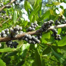 Image result for Myrica serrata