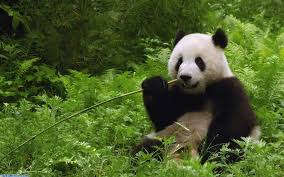 Background Wallpaper Panda Panda Bears Wallpaper Giant Panda Giant Panda Bear