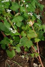 Image result for Fagopyrum snowdenii