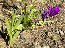 Image result for Babiana