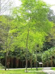 Image result for Erythroxylum emarginatum