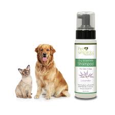 The phrase (with polecats instead of cats) has been used at least since the 17th century. Waterless Cat Shampoo Dry Dog Shampoo With Conditioner And Deodorizer Natural Organic Bathless Foam Pet Wash La Dry Dog Shampoo Cat Shampoo Dog Shampoo