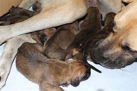 Review how much great dane puppies for sale sell for below. 8 Different Great Dane Colors And Patterns With Amazing Pictures Dogappy