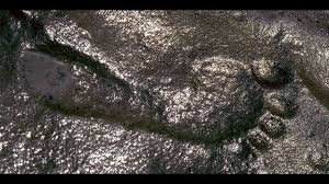 Ein Fels Der In Die Periode Des Perm Vor 299 Bis 251 Millionen Jahren Gehort Wurde In New Mexico Entdeckt Und Weist Einen M Fussspuren Verbluffend Evolution