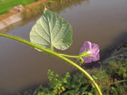 Image result for Ipomoea dichroa