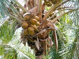 Image result for Cocos nucifera